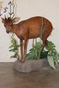 Life-sized RED DUIKER on a simulated Rock and Plant Base