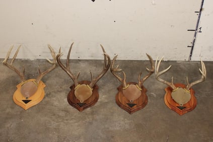 (4) Mounted WHITETAIL DEER Antler Racks on Wooden Plaques (ONE$)