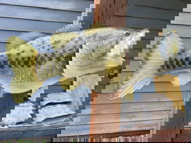 *New* Huge Reproduction LARGE MOUTH BASS Fish Mount