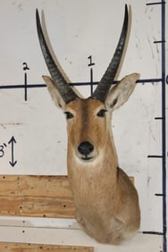 XL REEDBUCK Shoulder Mount