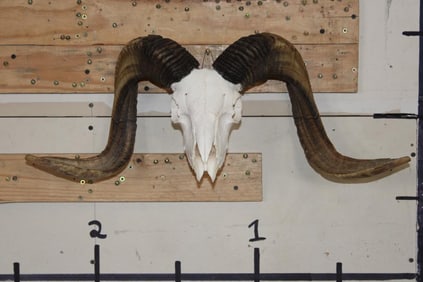 CORSICAN Sheep Skull with All its Teeth