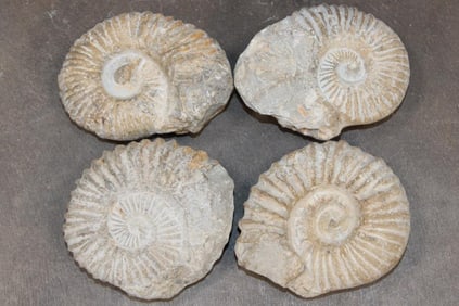 (4) AMMONITE FOSSIL Specimens from Morocco (ONE$)