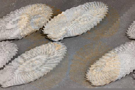 (4) AMMONITE FOSSIL Specimens from Morocco (ONE$): 4&nbsp;AMMONITE FOSSIL Specimens from Morocco. They measure 3.75"-4" Long each. The Total Weight is 3 lbs 3 oz.&nbsp;Ammonites lived during the Mesozoic Era from about 201 to 66 million years ago. (ON