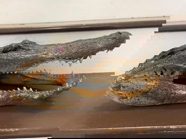 Large ALLIGATOR Head with All its Teeth and Glass Eyes