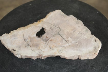 Polished PETRIFIED FOSSILIZED WOOD Slice from Indonesia