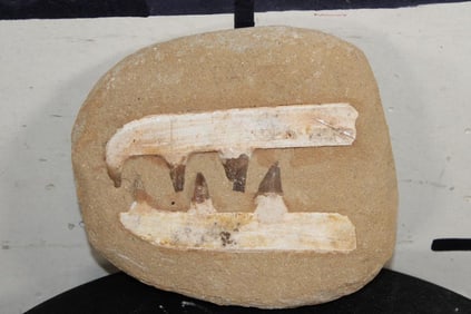 5 Authentic MOSASAUR TEETH Fossils in a Reproduction Jaw and Rock Matrix