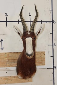 BLESBOK Shoulder Mount