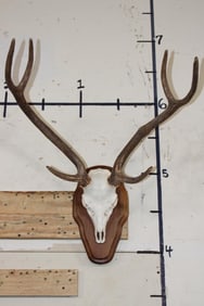 AXIS DEER Skull on a Wooden Plaque
