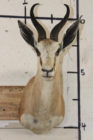 COMMON SPRINGBOK Shoulder Mount