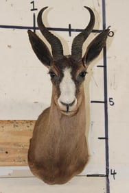 CHOCOLATE SPRINGBOK Shoulder Mount