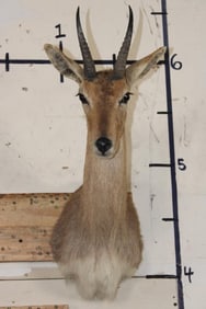 MOUNTAIN REEDBUCK Shoulder Mount