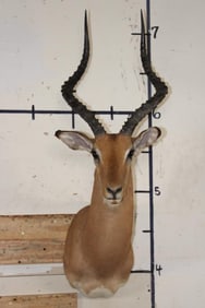 IMPALA Shoulder Mount