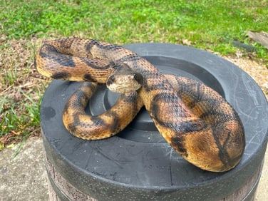 Life-sized Striking RATTLESNAKE with a Big Rattle