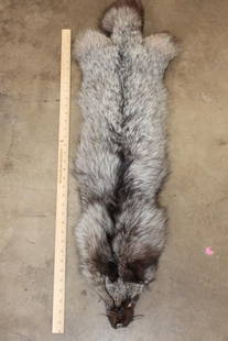 Nice and Soft SILVER FOX Cross Hide: Very Nice and Soft SILVER FOX Cross Hide/Pelt/Fur in Good Condition. TAXIDERMY HIDES