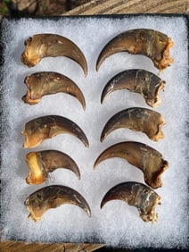 (10) BLACK BEAR Front Claws in a Glass Display Case (ONE$)