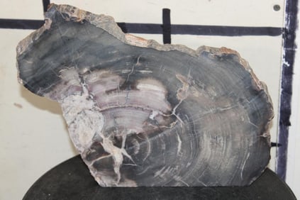 Arizona Rainbow Fossilized PETRIFIED Wood Slice