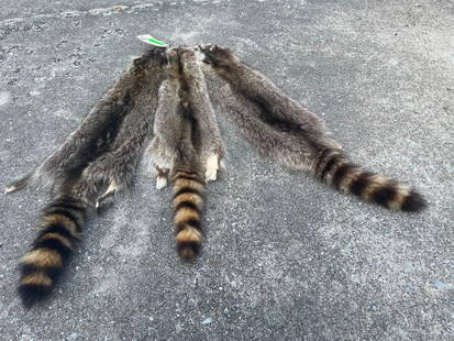 (3) *New* Large Soft and Tanned RACCOON Furs or Hides (ONE$): 3 *New* Large Soft and Tanned RACCOON Furs or Hides. They measure 36", 35", and 32" Long. Great taxidermy decor for a hunting lodge or log cabin. (ONE$) TAXIDERMY HIDES