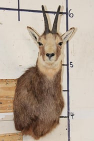 CHAMOIS Shoulder Mount