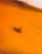 item-209902677=12