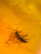 item-209902677=9