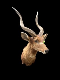 Large *Trophy Size* AFRICAN SITATUNGA Shoulder Mount