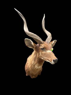 Large *Trophy Size* AFRICAN SITATUNGA Shoulder Mount: Large *Trophy Size* AFRICAN SITATUNGA Shoulder Mount with a 16.5" Spread. The mount measures 37" Tall x 25" Depth (from the wall). The horns measure 25.5" Long each around the Spiral Ridge. Awesome TA