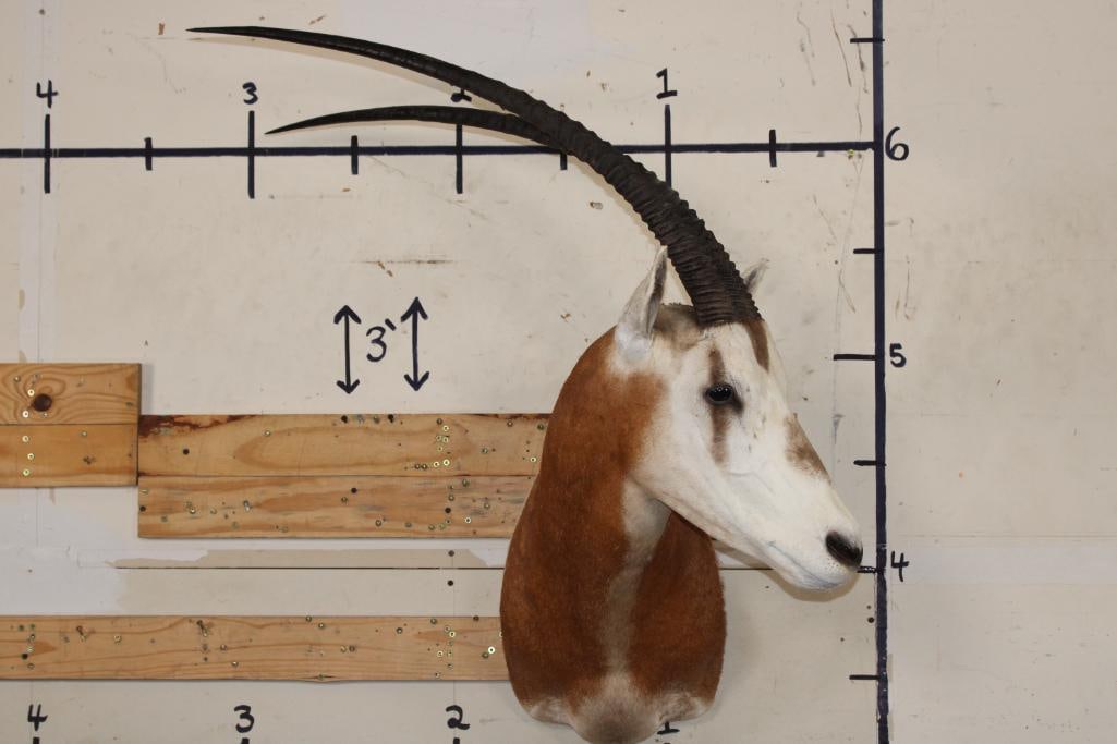 *TEXAS RESIDENTS ONLY* SCIMITAR HORNED ORYX Shoulder Mount (1 of 8)