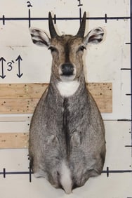 NILGAI Shoulder Mount