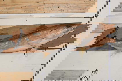 Beautiful *Real Skin* RED FISH Mounted on a Wooden Plank