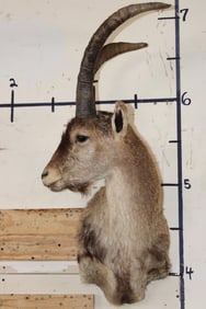 RONDA IBEX Shoulder Mount