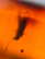 item-209902716=8