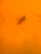item-209902716=9