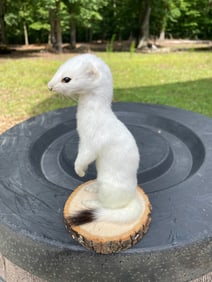 *New* Snow White WEASEL or ERMINE on a Wood Slice Base