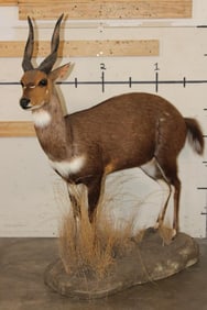 Life-sized BUSHBUCK on a light weight Foam Base