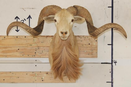 TEXAS DALL SHEEP Ram Shoulder Mount