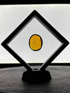 Big 23.1 ct Authentic Myanmar AMBER Plant Resin Fossil with 6 Insect Inclusions: Big Authentic AMBER Plant Resin Fossil with 6 Insects Inclusions from Myanmar (Burma). A Wasp, Mosquito, Fruit Fly, and Tick can be seen inside. It measures 1.25" Long x 1" Wide x 3/8" Thick and the T