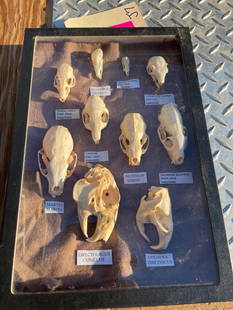 (10) Different kinds of RODENT, PINE MARTEN, MINK & SHREW Skulls with Scientific names (ONE$): 10 Different kinds of RODENT, PINE MARTEN, MINK and SHREW Skulls with Scientific names. They are in a display case that measures 12.25" Long x 8.5" Wide. ODDITIES and TAXIDERMY COLLECTIONS