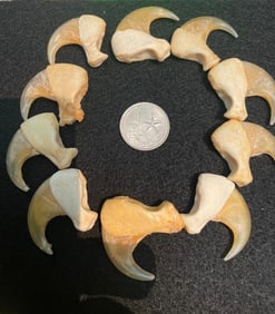 (10) MOUNTAIN LION or COUGAR Front Thumb or Dew Claws in a Glass Display Case (ONE$)