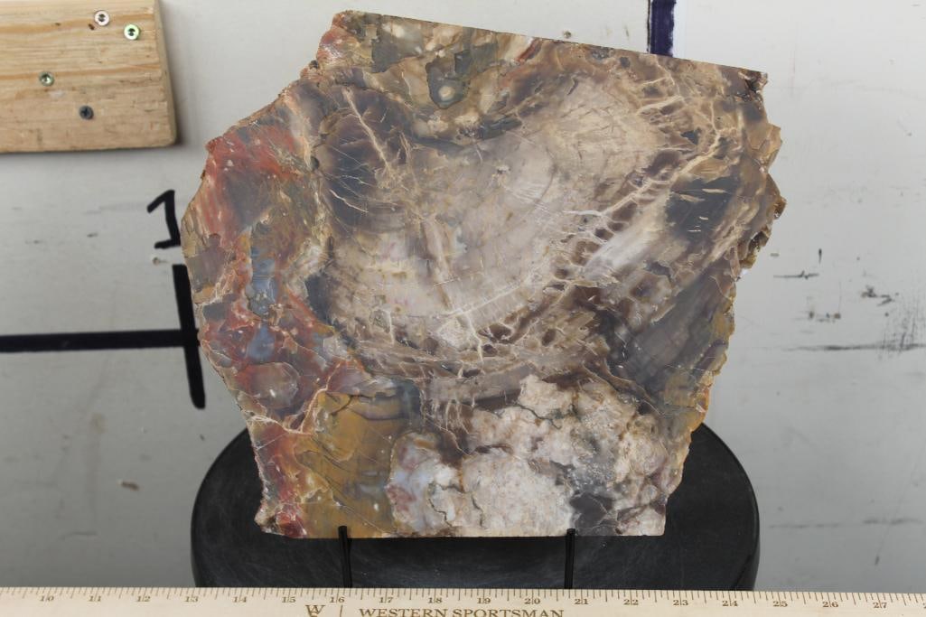 BIG 9lb 7oz Natural Arizona Rainbow PETRIFIED WOOD Slab Slice with Stand (1 of 7)