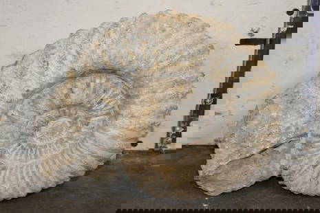 XL 17 lb AMMONITE Fossil Specimen from Morocco: XL AMMONITE Fossil Specimen from Morocco. It measures 12" Long x 9" Wide x 4" Thick and the Total Weight is 17 lbs 3 oz.&nbsp;This Ammonite fossil is the preserved remains of an extinct marine mollusk