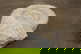 item-209902755=5