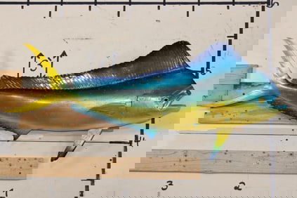 Reproduction MAHI MAHI Fish Mount