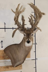XXL Non-Typical 44-Point WHITETAIL DEER Wall Pedestal