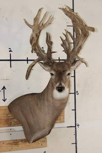 XXL Non-Typical 44-Point WHITETAIL DEER Wall Pedestal: Nice, Newer XXL Non-Typical 44-Point WHITETAIL DEER Wall Pedestal in Good Condition. It has a Tall Basket and a 22" Spread.