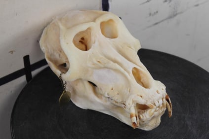 *TEXAS RESIDENTS ONLY*! *RARE* DRILL Primate Skull