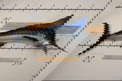 XXL Reproduction MARLIN Fish Mount