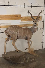 Life-sized LESSER KUDU on a light-weight Foam Base