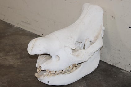 *TEXAS RESIDENTS ONLY* BLACK RHINOCERAS Skull with a Removable Bottom Jaw