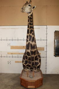 XXL 11' Tall GIRAFFE Pedestal Mount on a Wood Base with Wheels: Nice, Newer, and Clean XXL GIRAFFE Pedestal Mount. It stands 11' 4" Tall and the Base (with wheels) measures 61.5" Long x