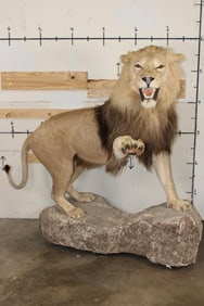 *TEXAS RESIDENTS ONLY* Life-sized AFRICAN LION with an XXL Mane on a Base with Wheels